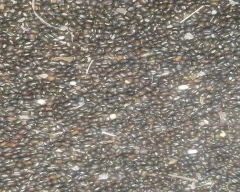 Black Urad for sale in Guntur