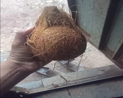 Large Coconut for sale in Bengaluru Rural