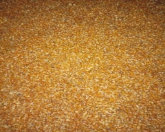 A Grade Quality Maize for sale in Araria