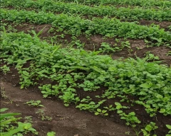 Normal Coriander for sale in Dhar