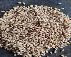 Normal Wheat for sale in Seoni