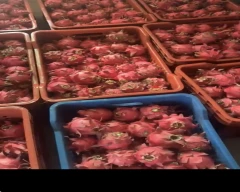 Red Dragon Fruit for sale in Chandigarh