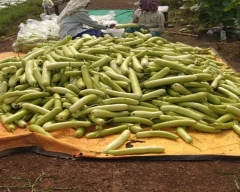 Normal Bottle Gourd for sale in Bemetara