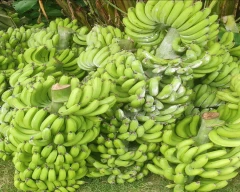 Normal Banana for sale in Katihar