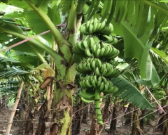 G-9 Banana for sale in Lakhimpur
