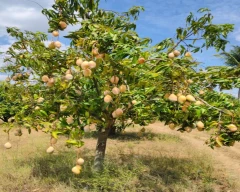 Neelam Mango for sale in Krishnagiri