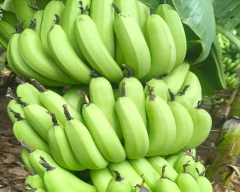 G-9 Banana for sale in Jalgaon