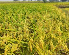 6444 Paddy for sale in Hoshangabad