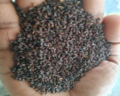 A Grade Quality Sesame for sale in Srikakulam
