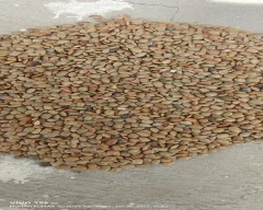 Normal Horse Gram for sale in Kolar