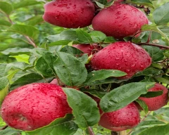 Gala Schnico Red Apple for sale in Pulwama