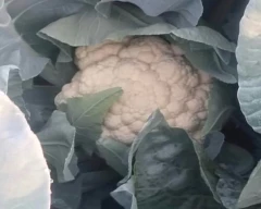 Normal Cauliflower for sale in Pune
