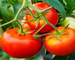 B Grade Quality Tomato for sale in Ahmednagar