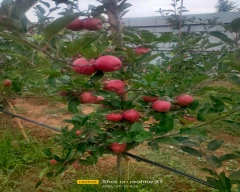 Gala Schnico Red Apple for sale in Pulwama