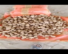 Chipsona Potato for sale in Shahjahanpur