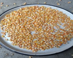 A Grade Quality Maize for sale in Jalgaon