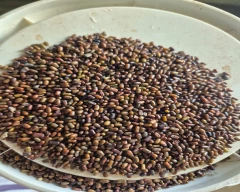 Seed Dhaincha for sale in Tonk