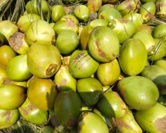 Normal Tender Coconut for sale in Vizianagaram
