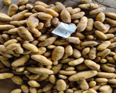 A Grade Quality Potato for sale in Sabarkantha