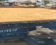 Other Maize for sale in Hardoi
