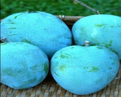 Neelam Mango for sale in Hyderabad