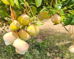 Totapuri Mango for sale in Krishnagiri