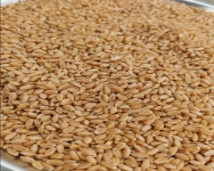 1544 (Purna) Wheat for sale in Damoh