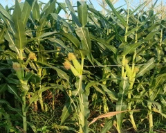 Hybrid Maize for sale in Jaunpur