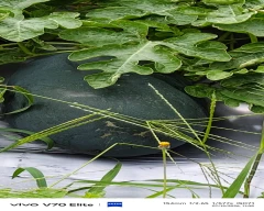 Melody Watermelon for sale in Yadgir