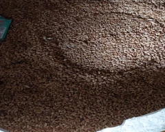 A Grade Quality Wheat for sale in Chhatarpur