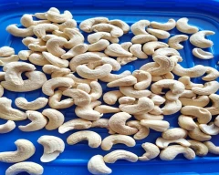 W - 320 Cashew for sale in Bengaluru Rural