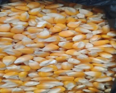 A Grade Quality Maize for sale in Guntur