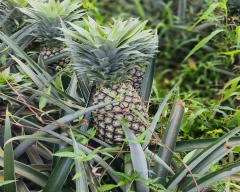 A Grade Quality Pineapple for sale in Uttara Kannada
