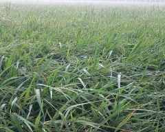 1509 Paddy for sale in Shamli