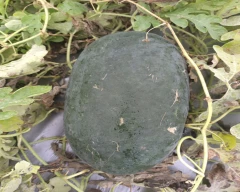 Simba Watermelon for sale in Dhule