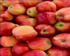 Kashmiri Apple required in Jamui