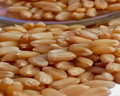 1544 (Purna) Wheat for sale in Moradabad