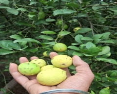 A Grade Quality Lemon for sale in Dhar