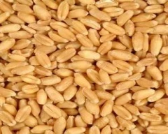 Normal Wheat for sale in Kanpur Dehat