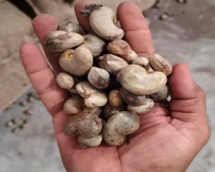 Normal Cashew for sale in Ahmedabad