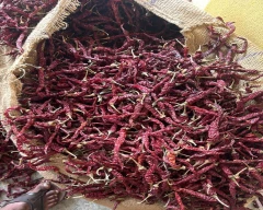 Byadgi Dry Chilli for sale in Gadag