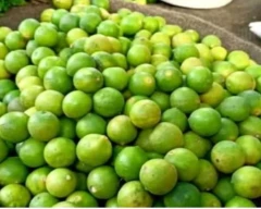A Grade Quality Lemon for sale in Aligarh