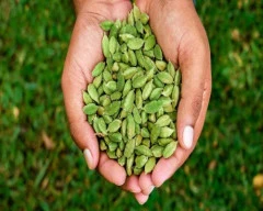 7 - 8MM Cardamom required in Kaithal