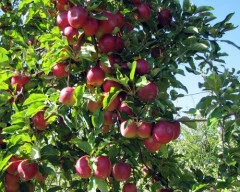 Kashmiri Apple required in Muzaffarnagar