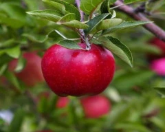 Kashmiri Apple required in Agra