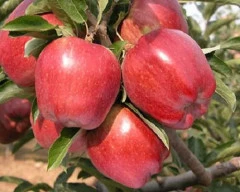 Normal Apple required in Rewa