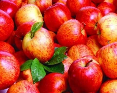 Kashmiri Apple required in Allahabad