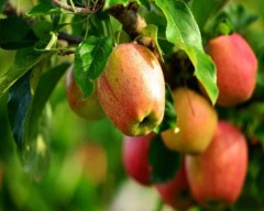 Fuji Apple required in Barabanki