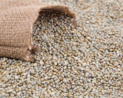 A Grade Quality Bajra required in Dharmapuri