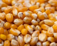 A Grade Quality Maize required in Firozabad